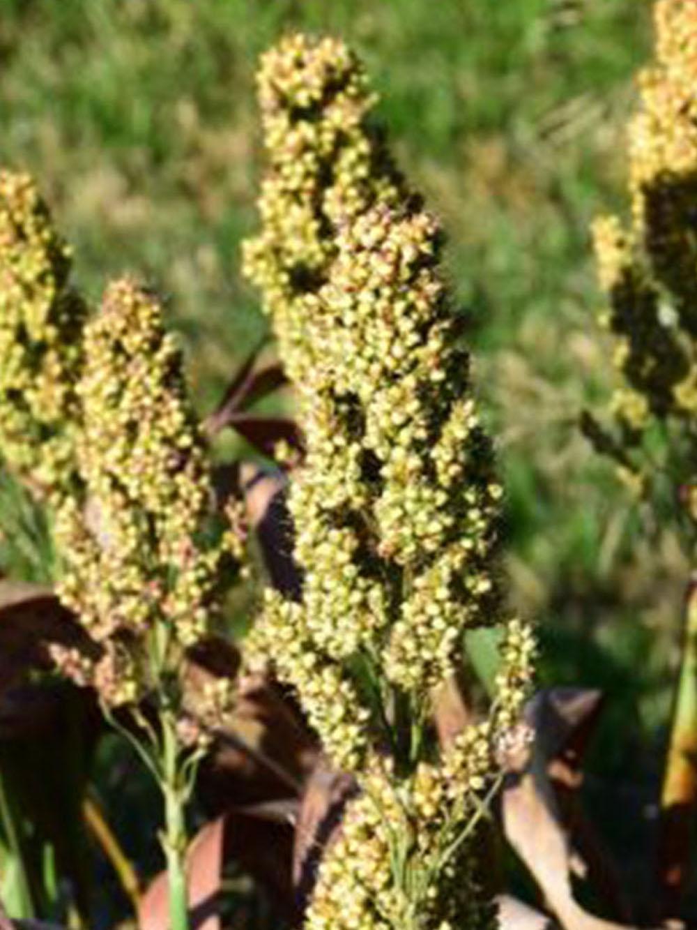 Dwarf Grain Sorghum